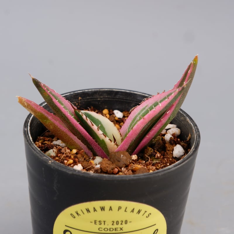 アガベ チタノタ スナグルトゥース Agave titanota Snaggle Tooth