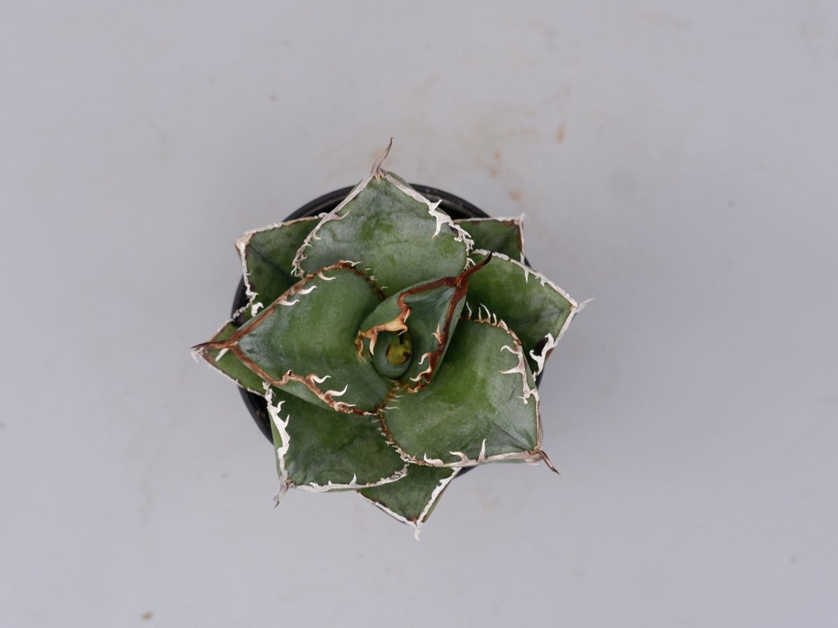 アガベ チタノタ 白鯨 Agave titanota white whale 183 | Su