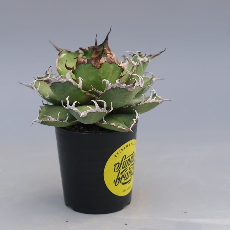 アガベ チタノタ シーザー Agave titanota caesar 196 | Sunny
