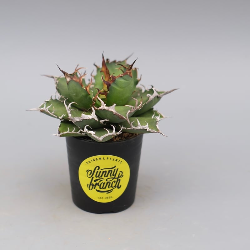 アガベ チタノタ シーザー Agave titanota caesar 148 | Sunny