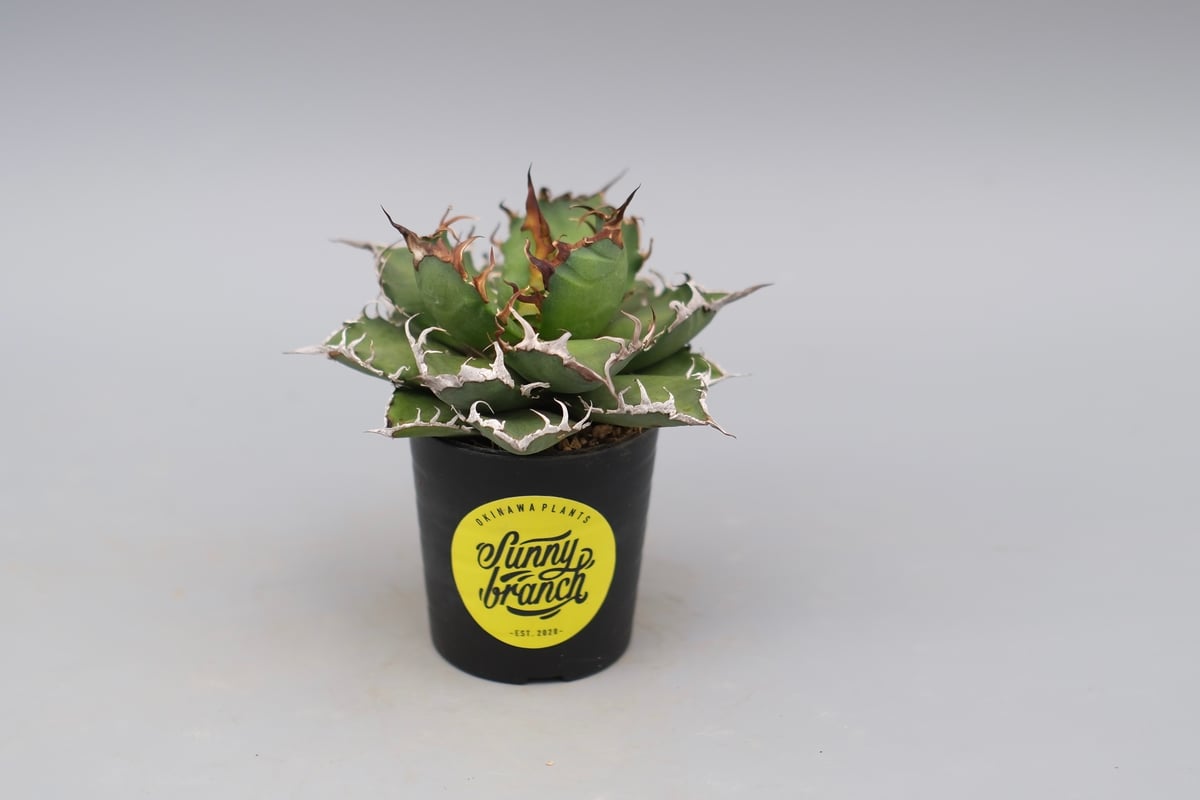 アガベ チタノタ シーザー Agave titanota caesar 148 | Sunny