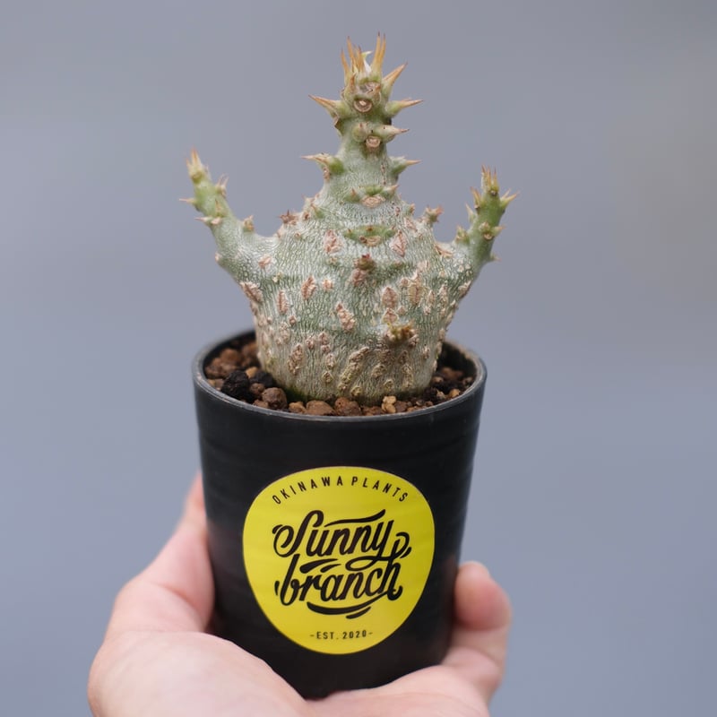 パキポディウム ウィンゾリー 実生株 129 Pachypodium windsorii |