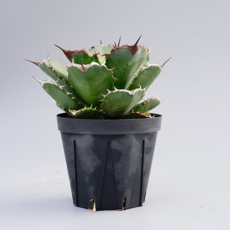 アガベ チタノタ ドワーフ 002 Agave titanota 'Dwarf' | Sunn