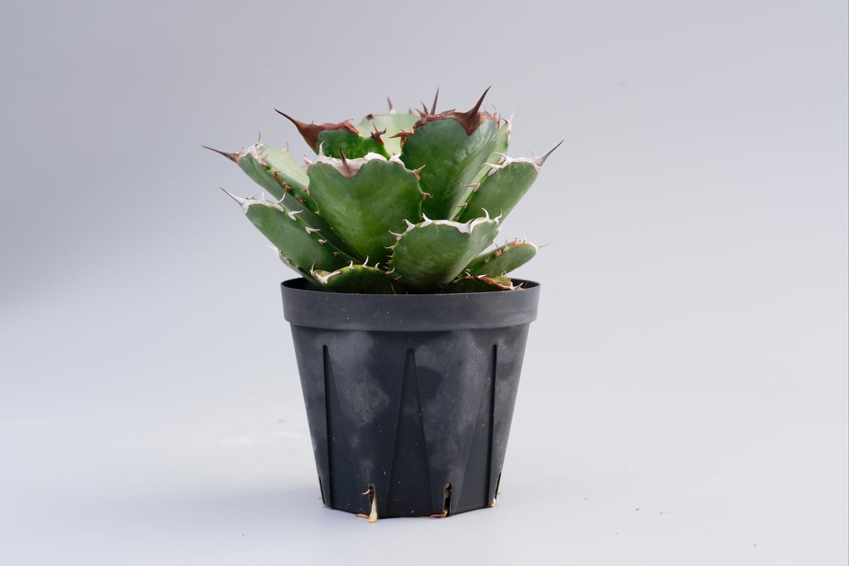 アガベ チタノタ ドワーフ 002 Agave titanota 'Dwarf' | Sunn アガベ チタノタ ドワーフ 002 Agave titanota 'Dwarf' | Sunn