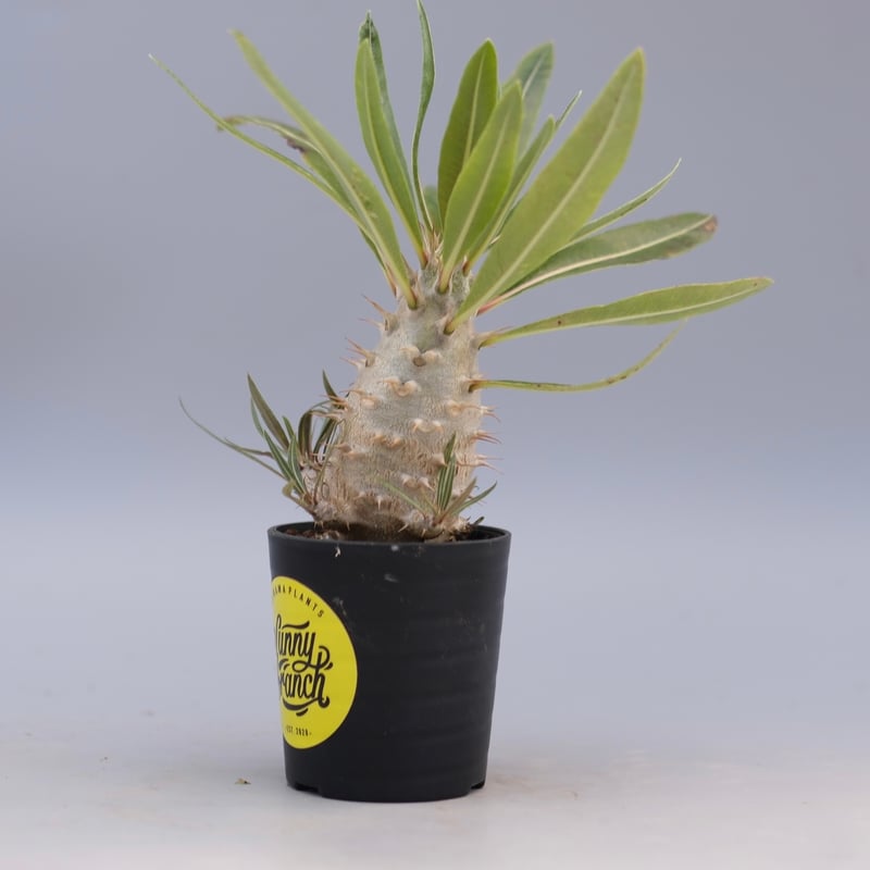 パキポディウム カクチペス 実生 パキポディウム カクチペス 実生株 002 Pachypodium cactipes