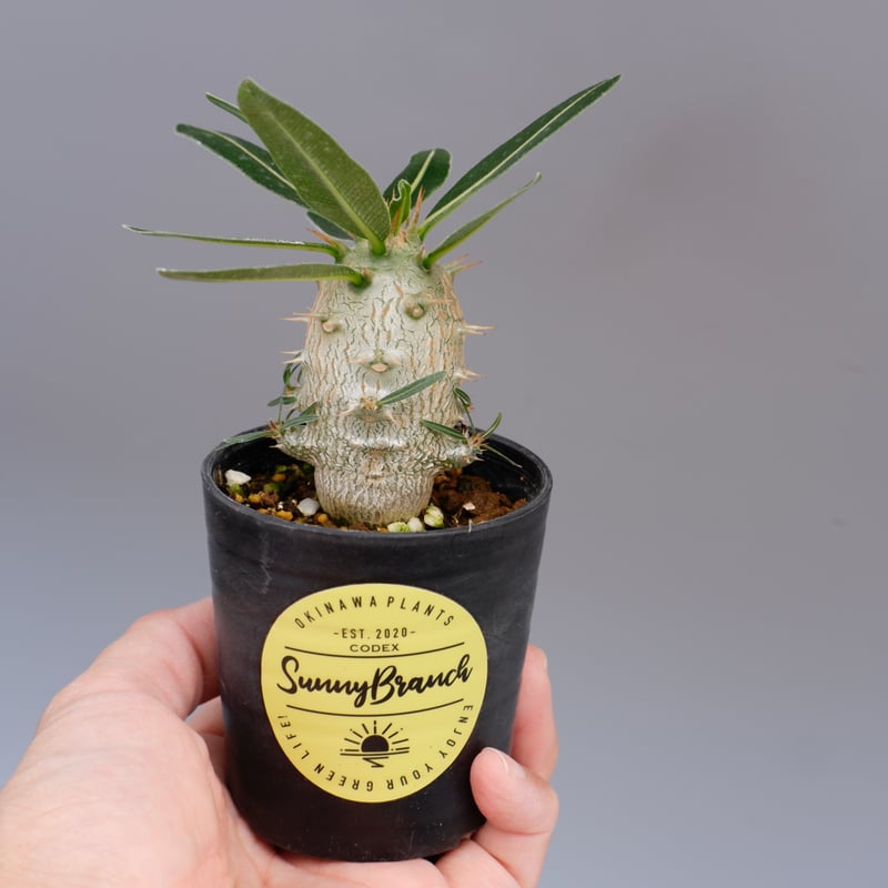 パキポディウム　カクチペス　実生 パキポディウム・カクチペス【実生】(24nov27.h07-13) | GOOD DAYS