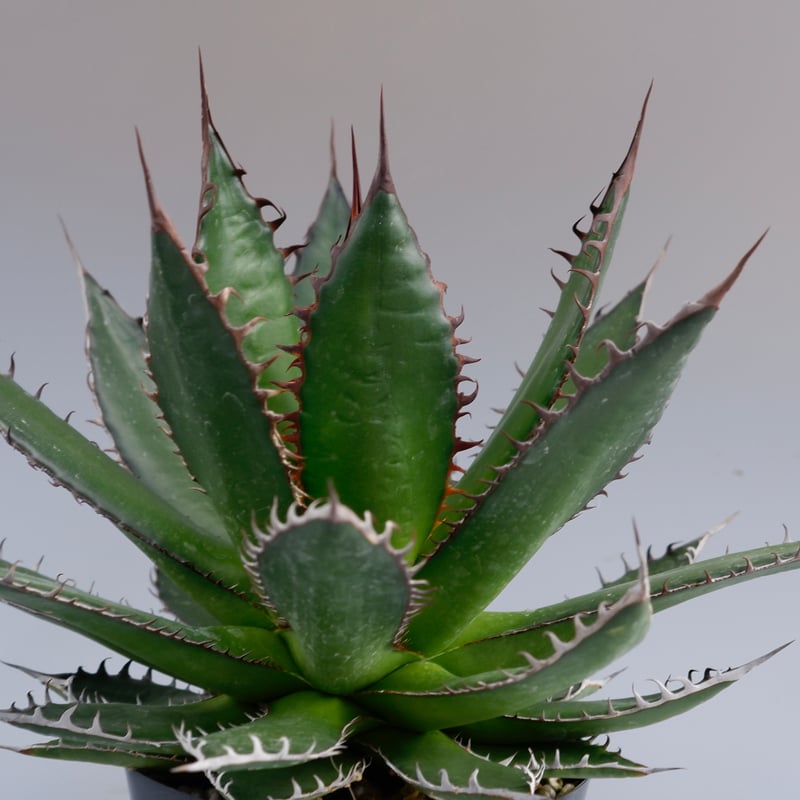 アガベホリダ極上株 Agave horrida No.AHRD019 アガベ ホリダ