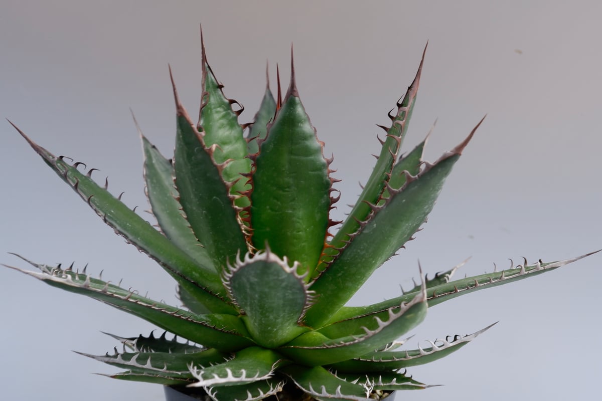 アガベ ホリダ 036 Agave horrida 強棘 | Sunny Branch