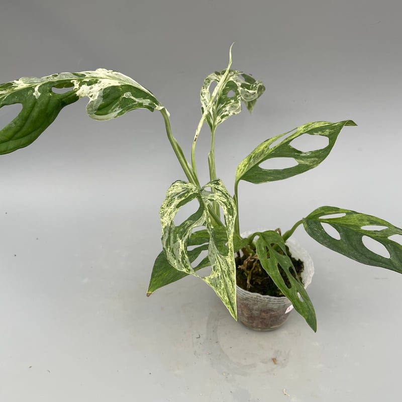 モンステラ アダンソニー バリエガータ ミント 斑入り Monstera
