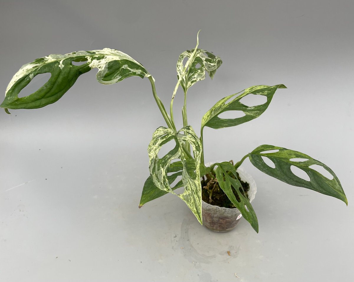 モンステラ アダンソニー バリエガータ ミント 斑入り Monstera