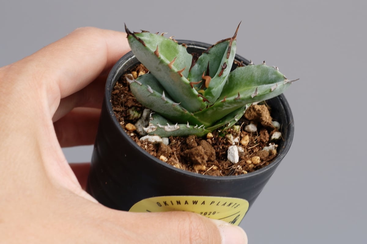 アガベ オテロイ 実生株 Agave oteroi seeding 044 | Sunny