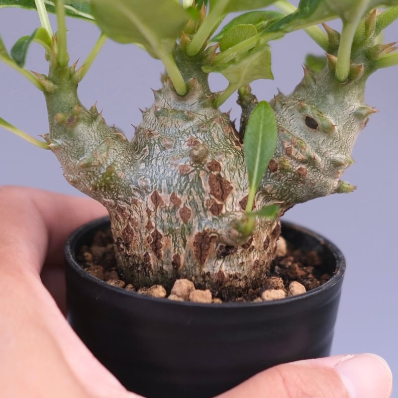 パキポディウム ウィンゾリー 実生株 091 Pachypodium windsorii |