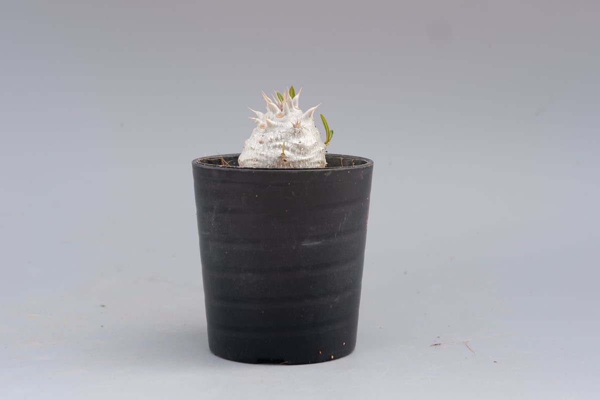 パキポディウム ホロンベンセ 実生株 001 Pachypodium