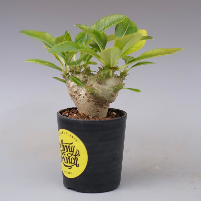 パキポディウム ウィンゾリー 実生株 113 Pachypodium windsorii |