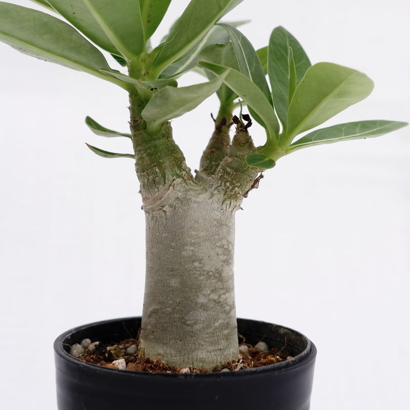 アデニウム　アラビカム　２種セット　イエメン　ブラックステム アデニウム アラビカム ブラックステム 実生株 Adenium arabicum