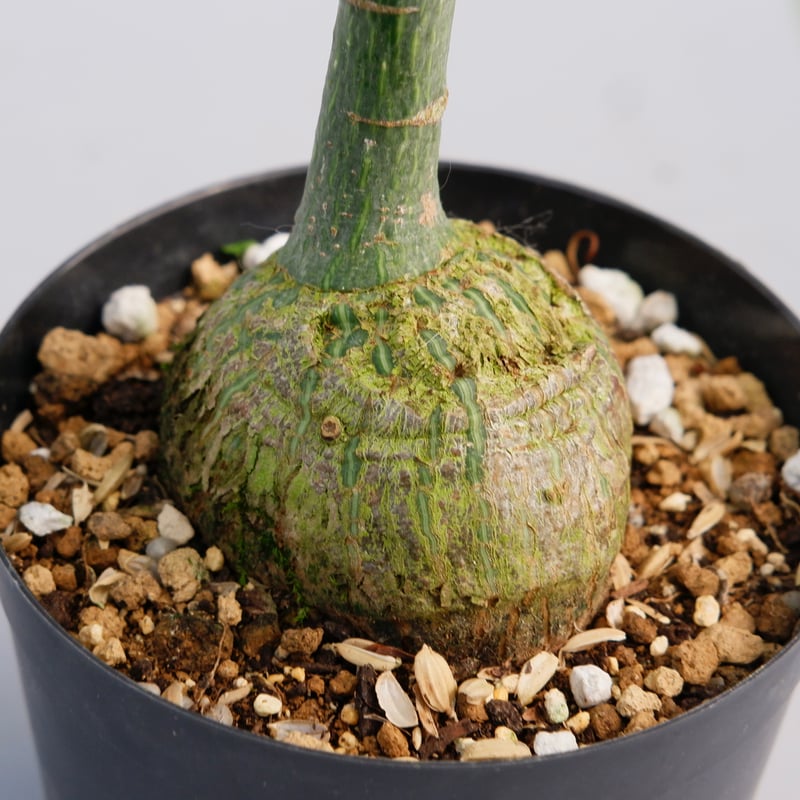 丸々ボンバックス ボンバックス プセウドボンバックス エリプティクム | GREEN LUCK