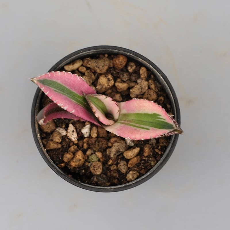 アガベ チタノタ スナグルトゥース Agave titanota Snaggle Tooth