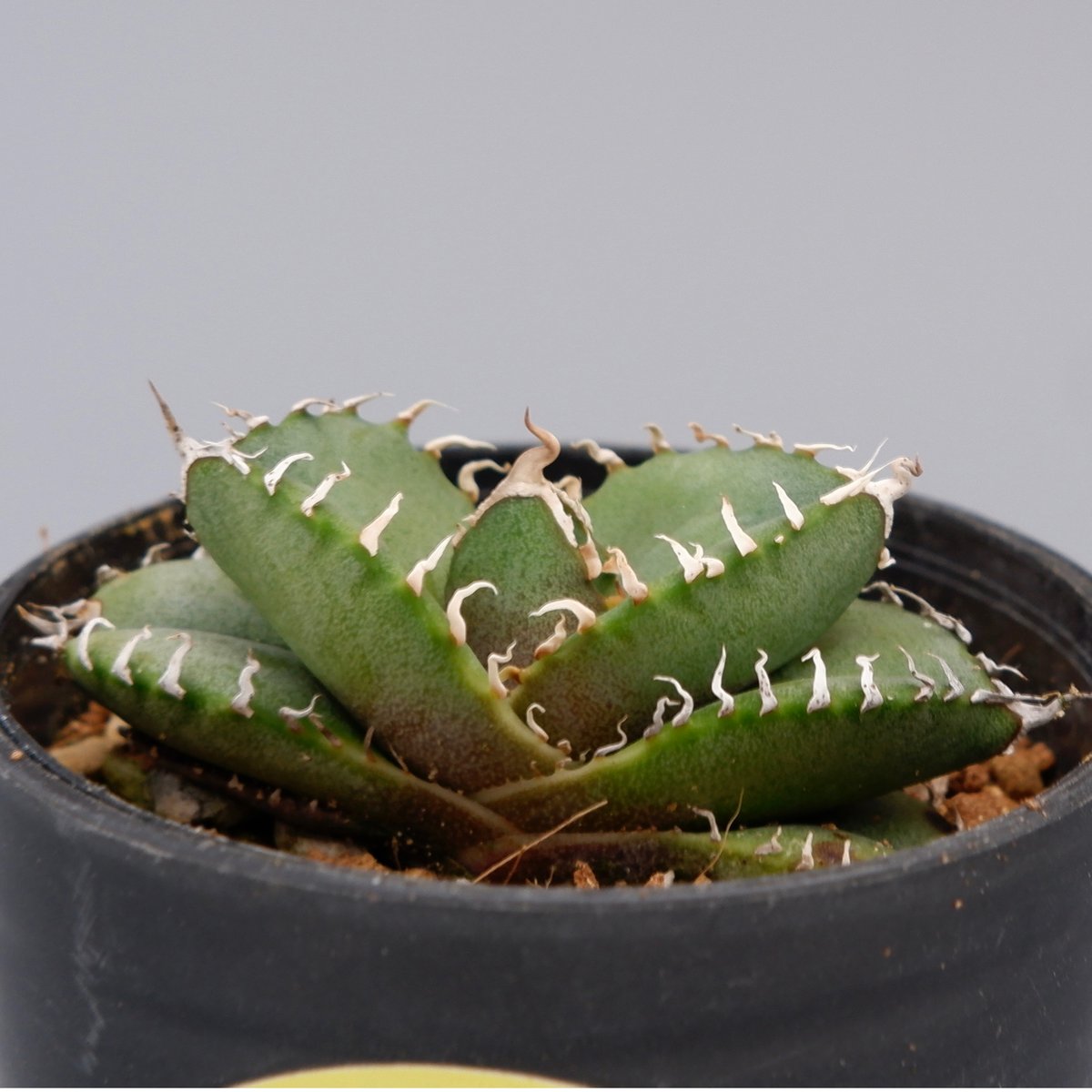 アガベ オテロイ 実生株 Agave oteroi seeding 088 | Sunny