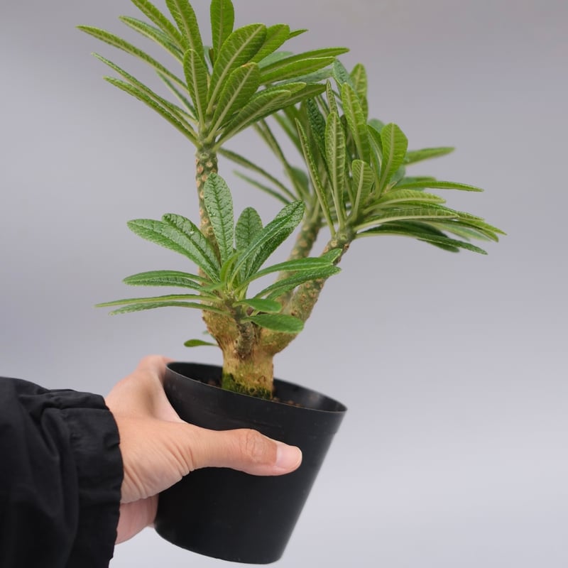 ドルステニアギガス ドルステニア ギガス059 Dorstenia gigas | Sunny Branch