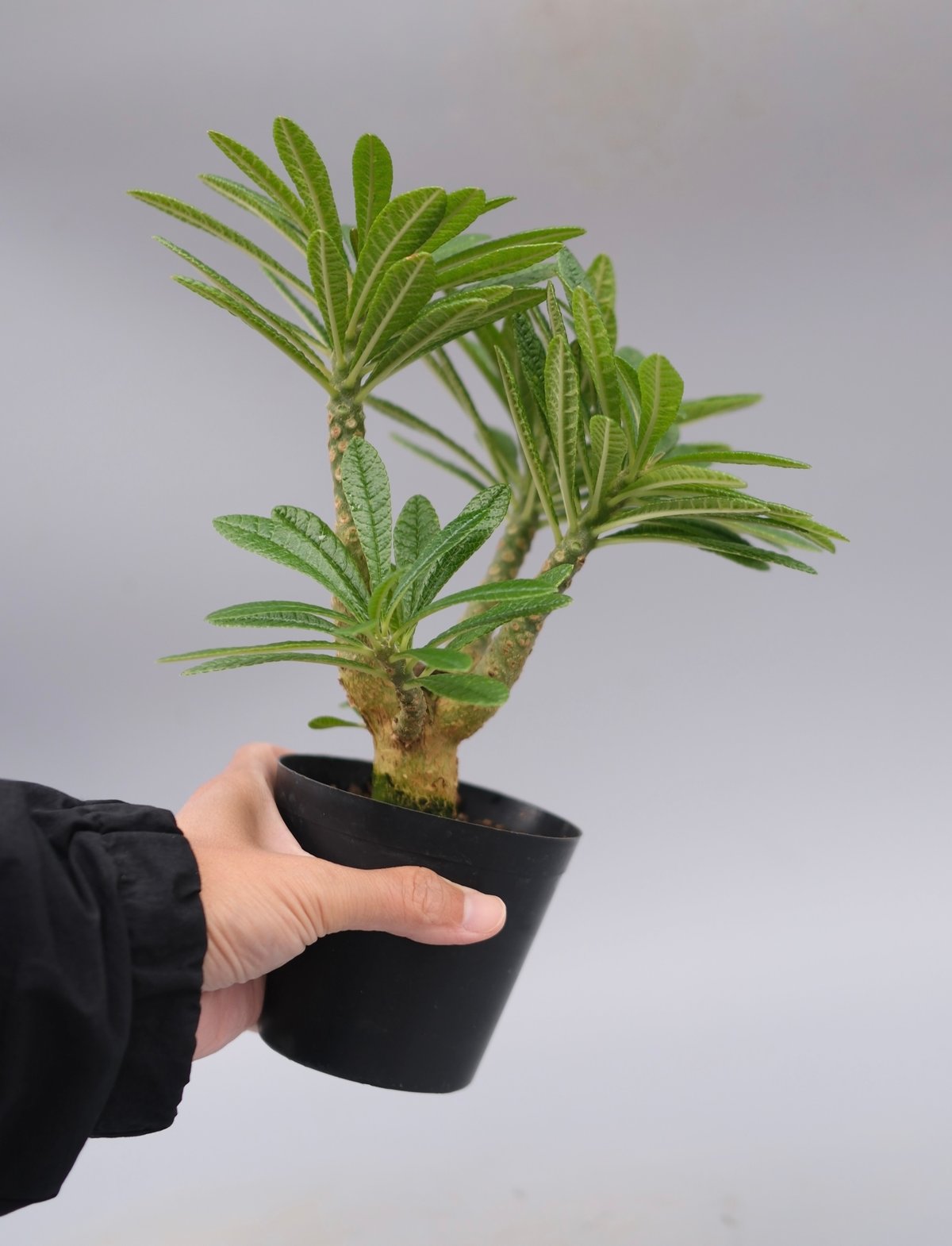 ドルステニア ギガス059 Dorstenia gigas | Sunny Branch