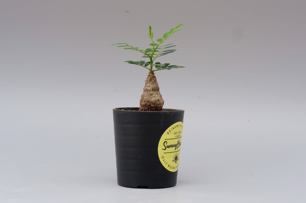 センナ メリディオナリス 実生株 Senna meridionalis 007 | Sunny