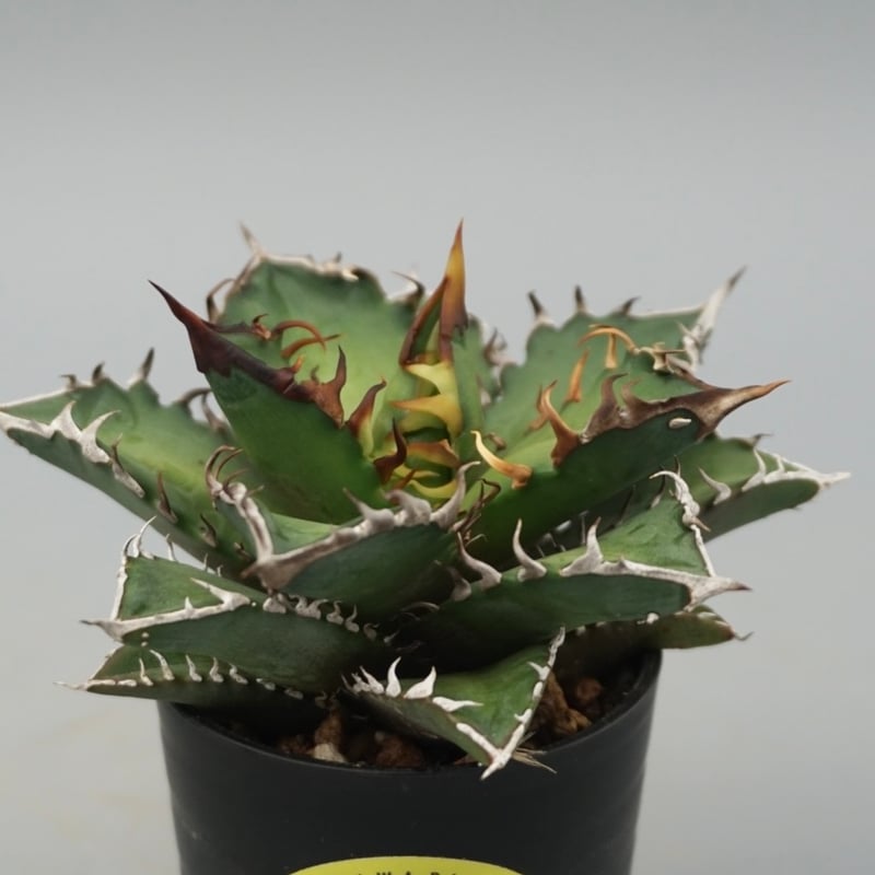 アガベ チタノタ レッドキャットウィーズル Agave titanota Red Catwee