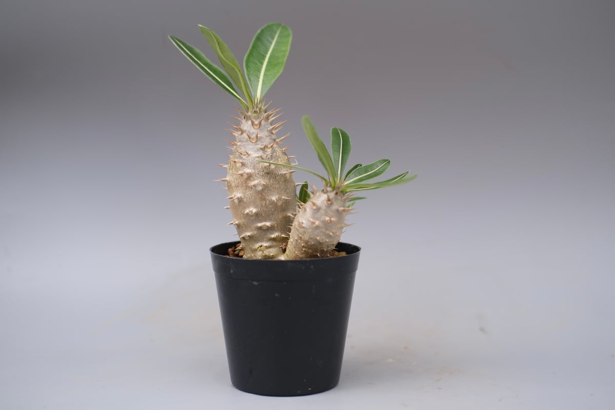 パキポディウム カクチペス 実生株 パキポディウム カクチペス 実生株 030 Pachypodium cactipes | Su