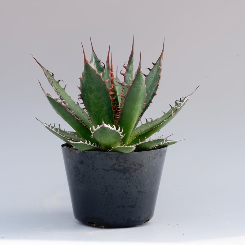 アガベ ホリダ 033 Agave horrida 強棘 | Sunny Branch