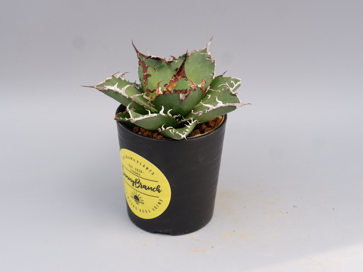 アガベ チタノタ シーザー Agave titanota caesar 142 | Sunny