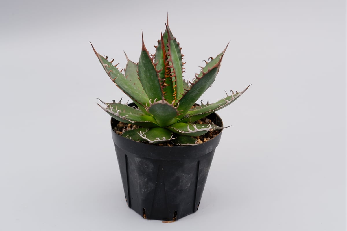 N*n様 【強棘&激締まり！！！】高さ20cm USホリダ N*n様 【強棘&激締まり！！！】高さ20cm USホリダ