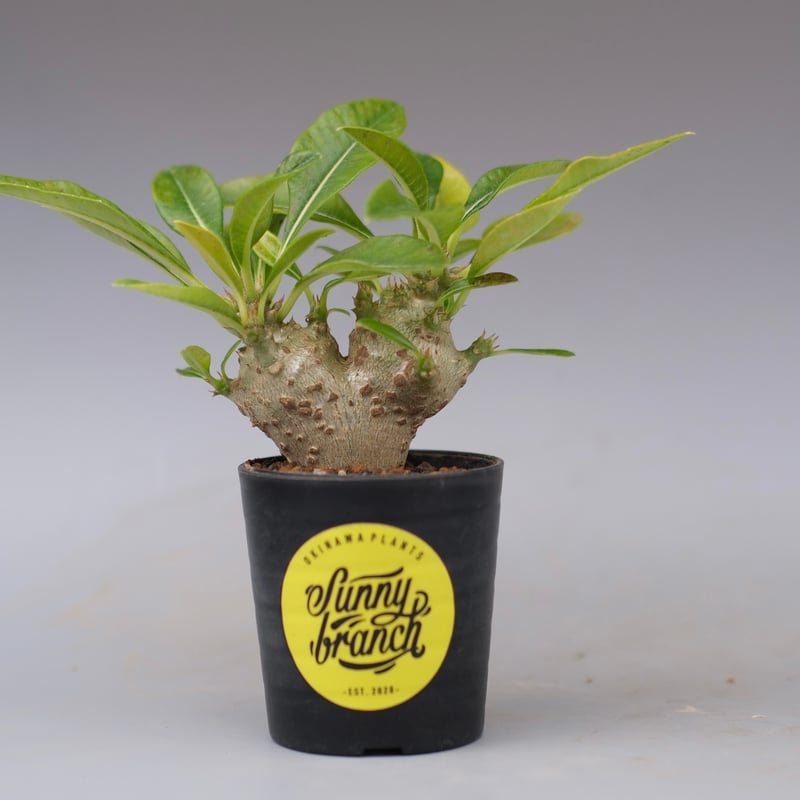 パキポディウム ウィンゾリー 実生株 113 Pachypodium windsorii |