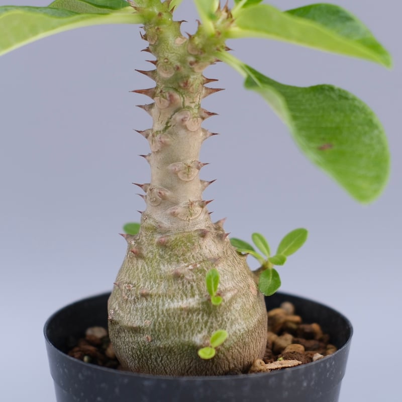 ウィンゾリー実生 パキポディウム ウィンゾリー(実生苗) | ソレトナ植物店