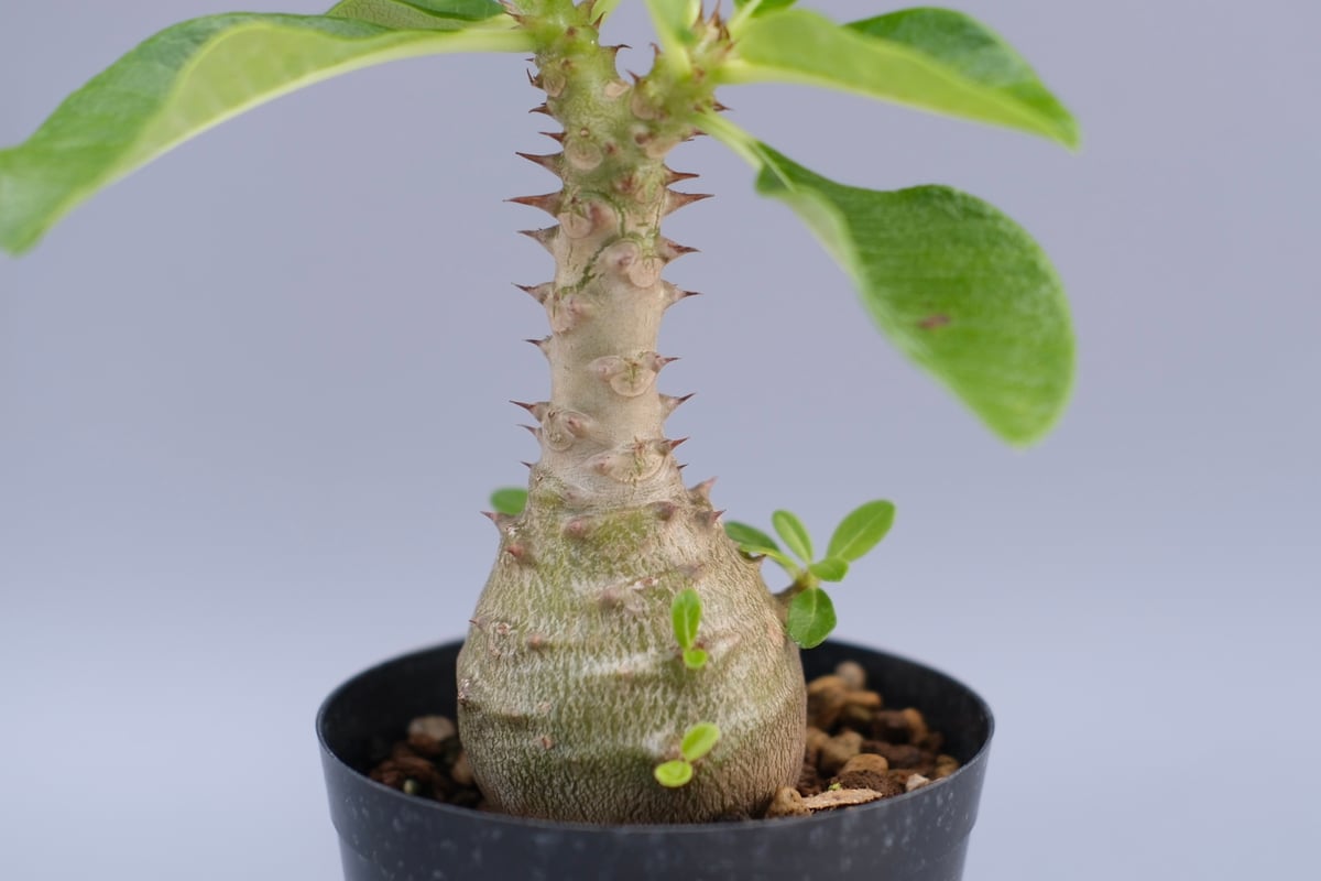 実生株 パキポディウム ウィンゾリー パキポディウム ウィンゾリー 実生株 065 Pachypodium windsorii