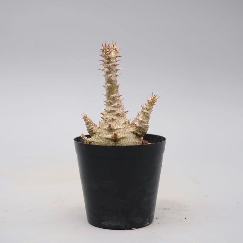 パキポディウム ウィンゾリー 実生株 135 Pachypodium windsorii |