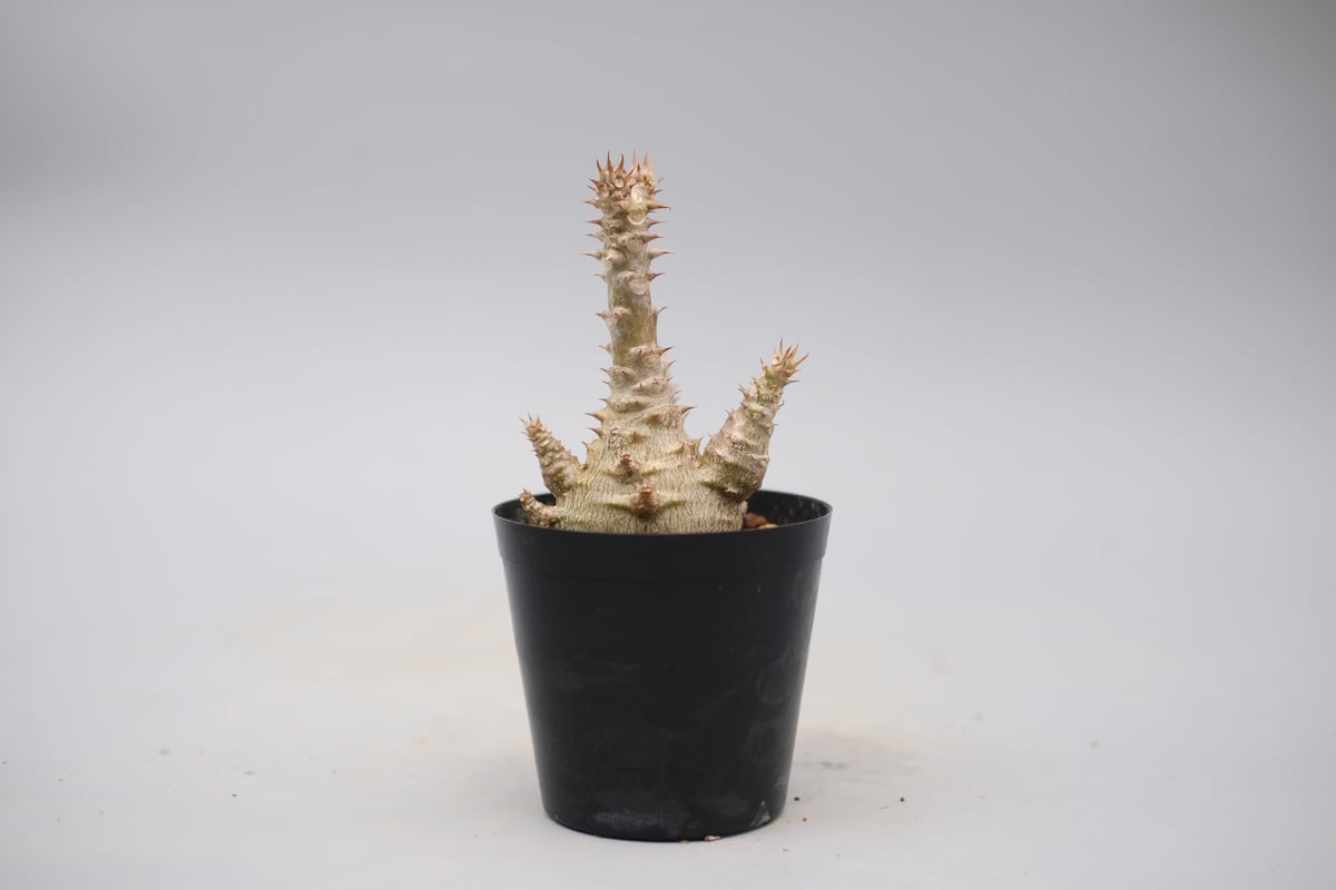 パキポディウム ウィンゾリー 実生株 135 Pachypodium windsorii |