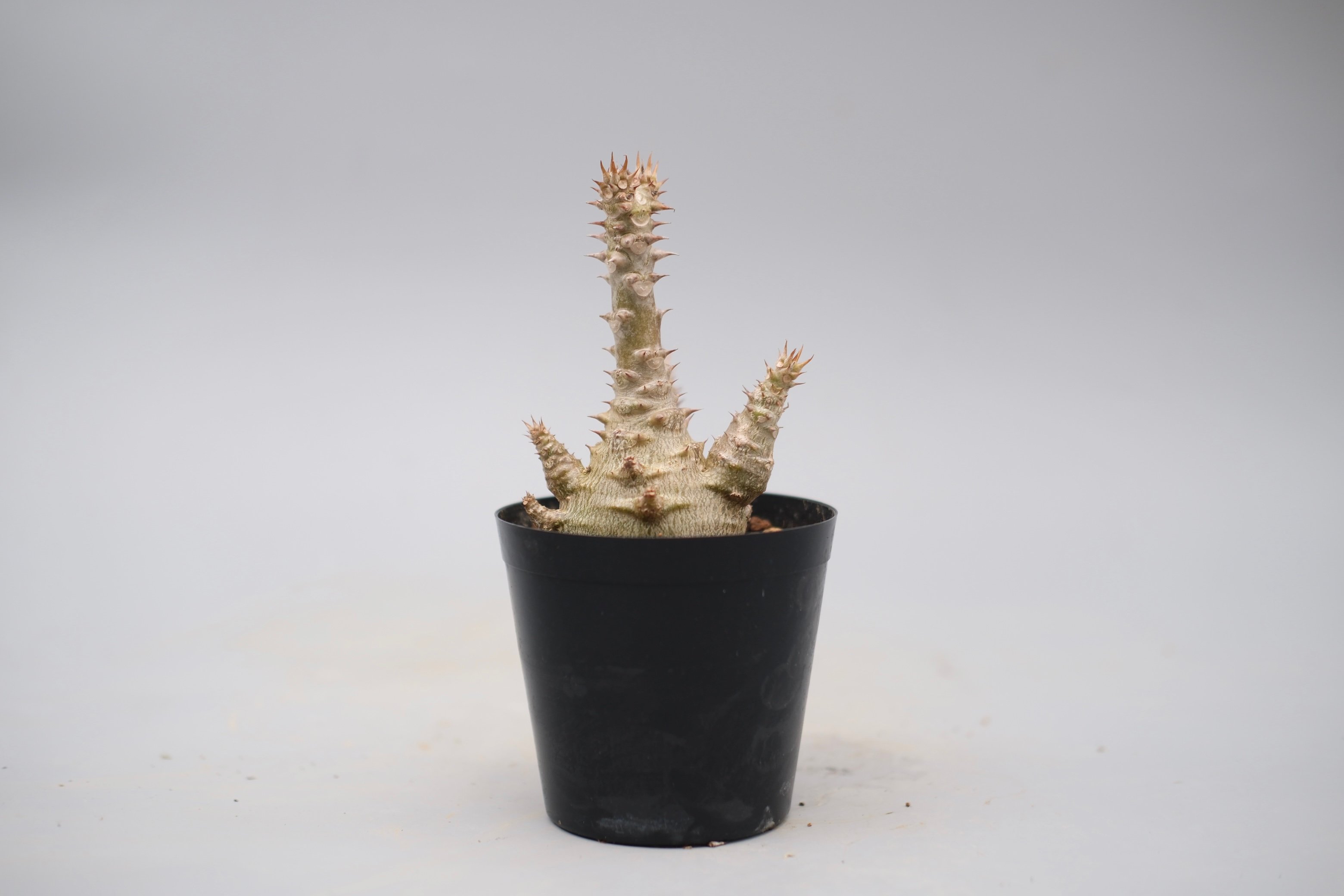 パキポディウム ウィンゾリー 実生株 135 Pachypodium windsorii |