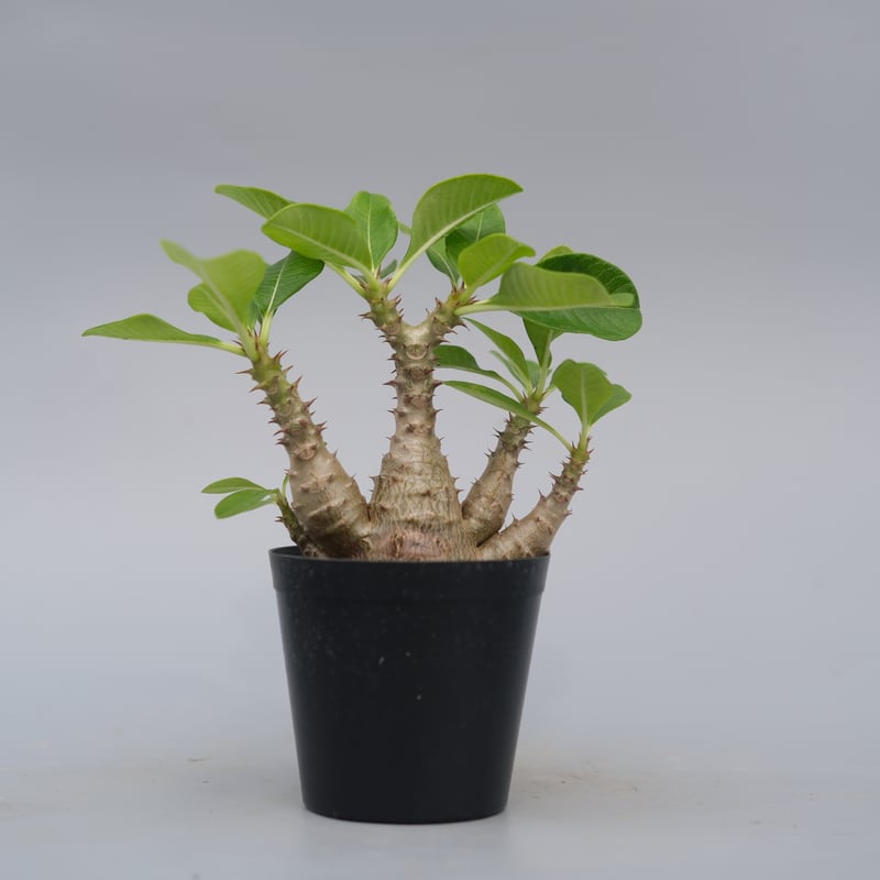 パキポディウム ウィンゾリー 実生株 075 Pachypodium windsorii |