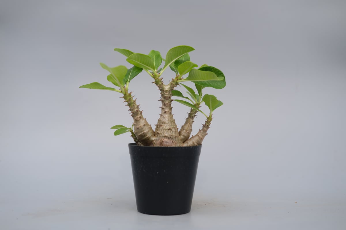 パキポディウム ウィンゾリー 実生株 075 Pachypodium windsorii |