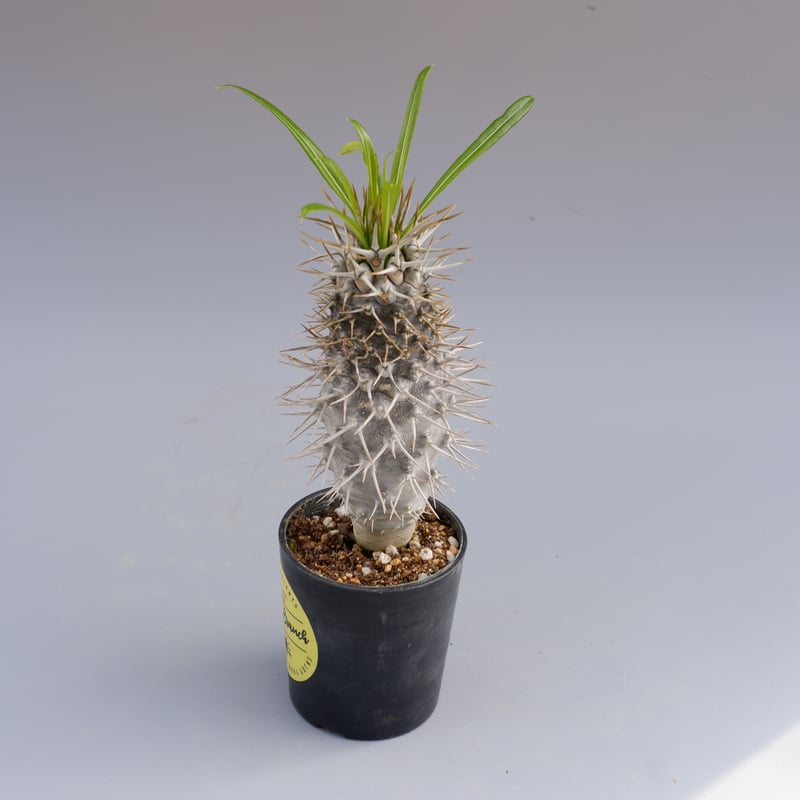 パキポディウム　ラメリー　4頭 パキポディウム ラメリー | 塊根植物 - 観葉植物・多肉植物の