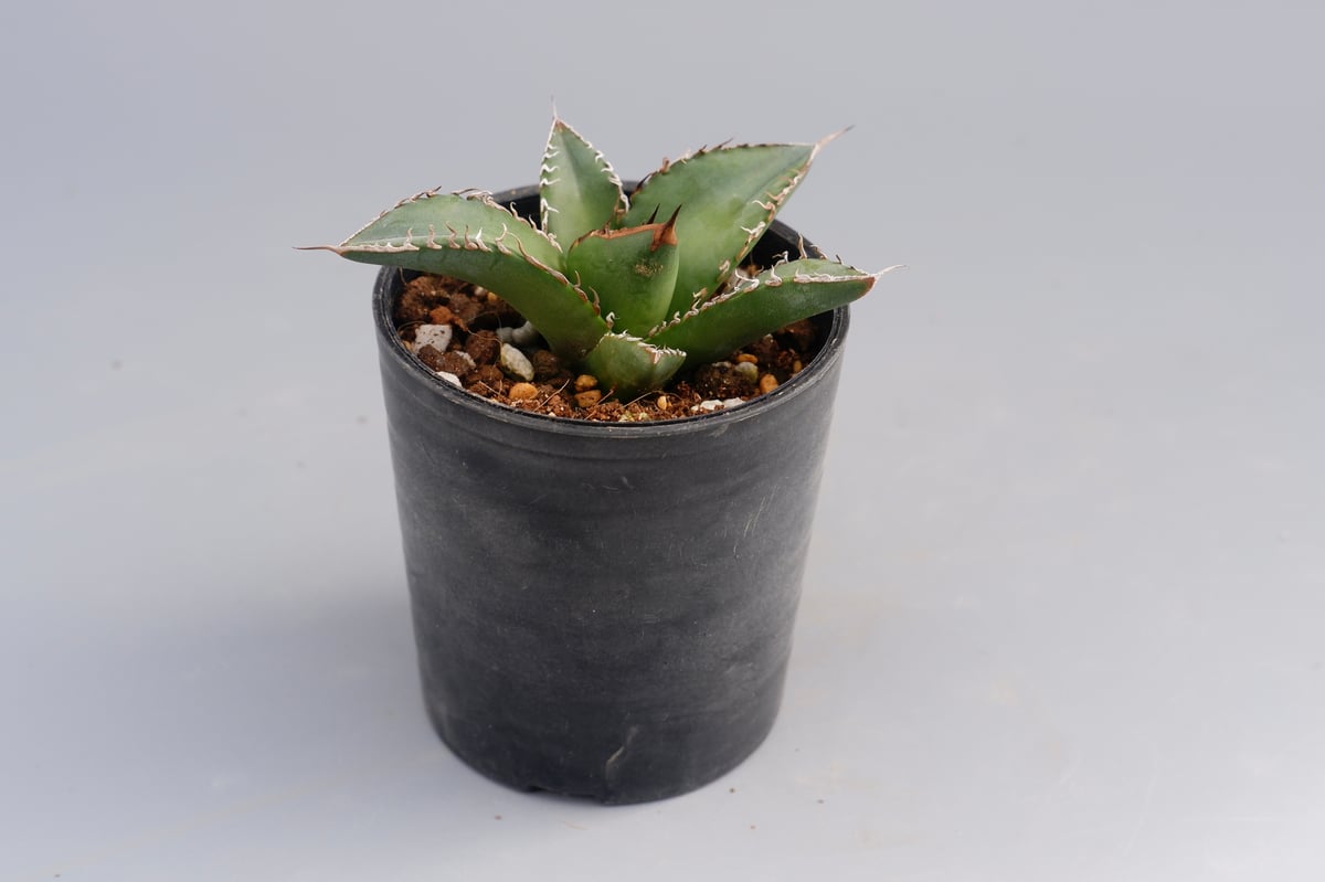 アガベ オテロイ 実生株 Agave oteroi seeding 077 | Sunny