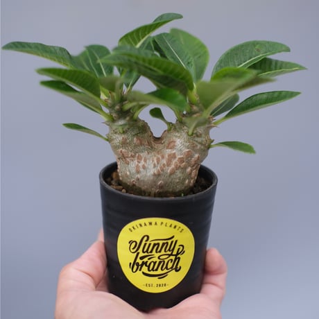 ウィンゾリー | STORES