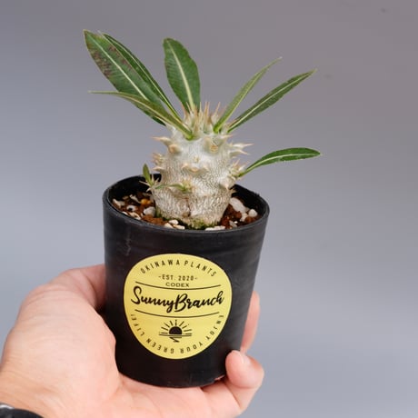 pachypodiumrosulatum | STORES