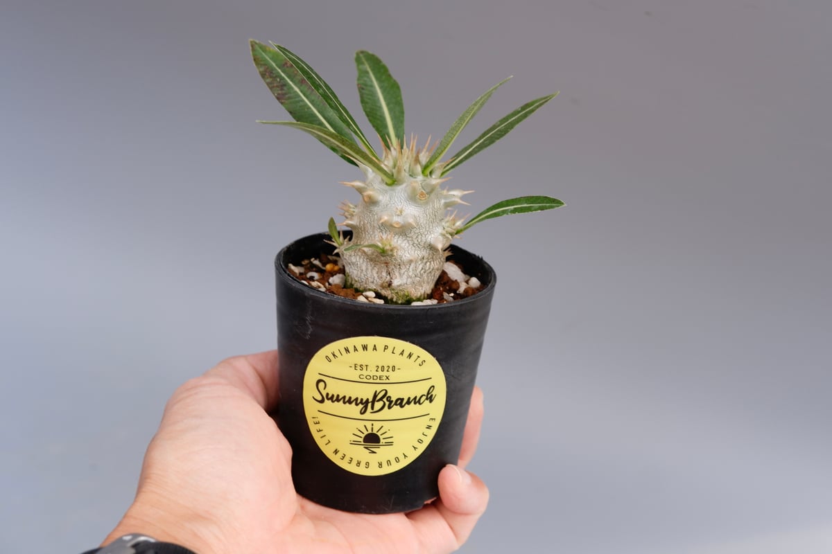 パキポディウム ロスラーツム 実生8年目株 ☆*☆様 パキポディウム ロスラーツム 実生8年目株