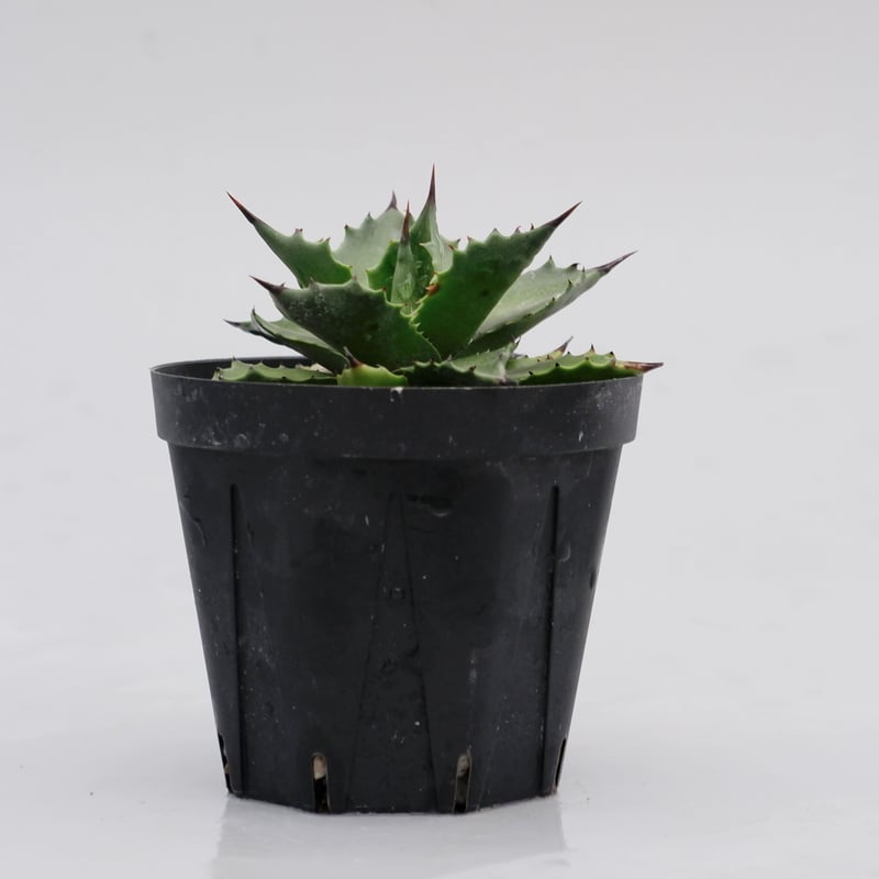 アガベ サロモニー・アガベ マグニフィカ 003 Agave salomonii Agave