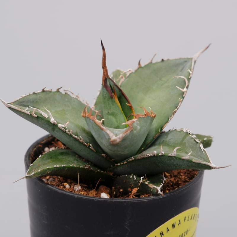 アガベ オテロイ 実生株 Agave oteroi seeding 086 | Sunny