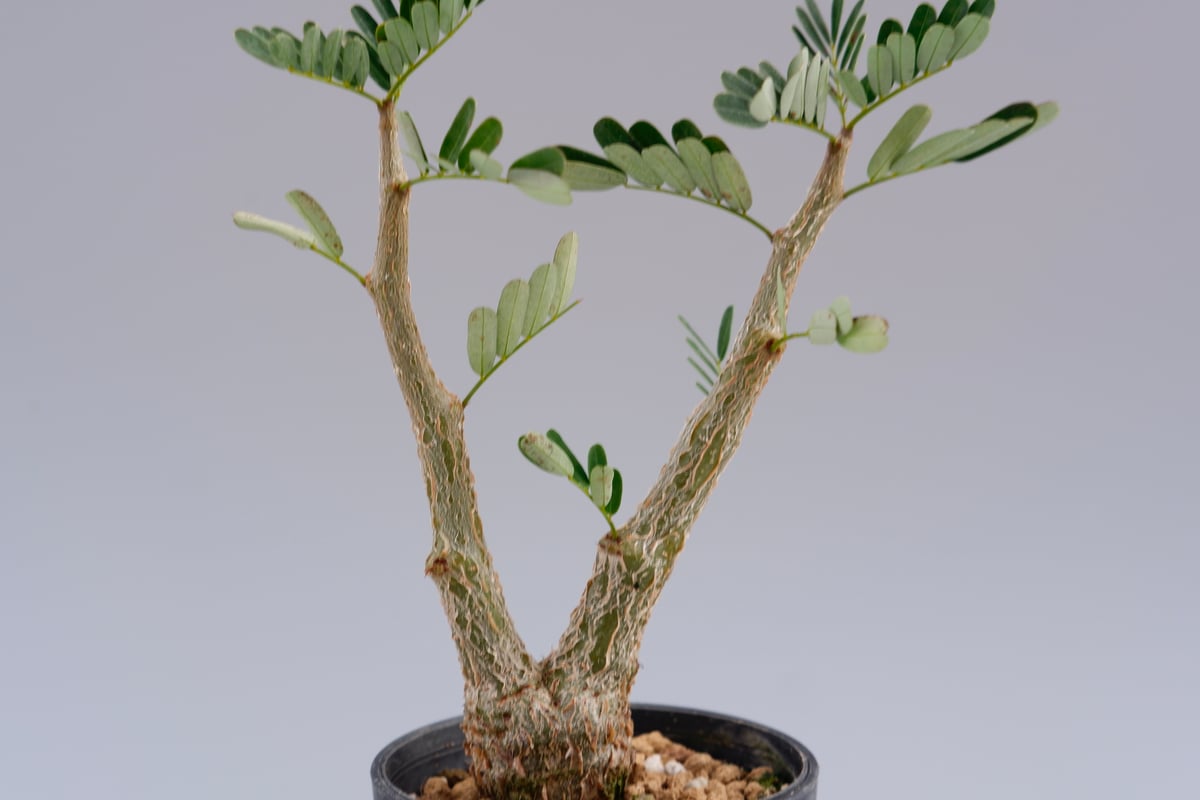 Senna Meridionalis　実生 センナ メリディオナリス 実生 | STELLA.PLANTS