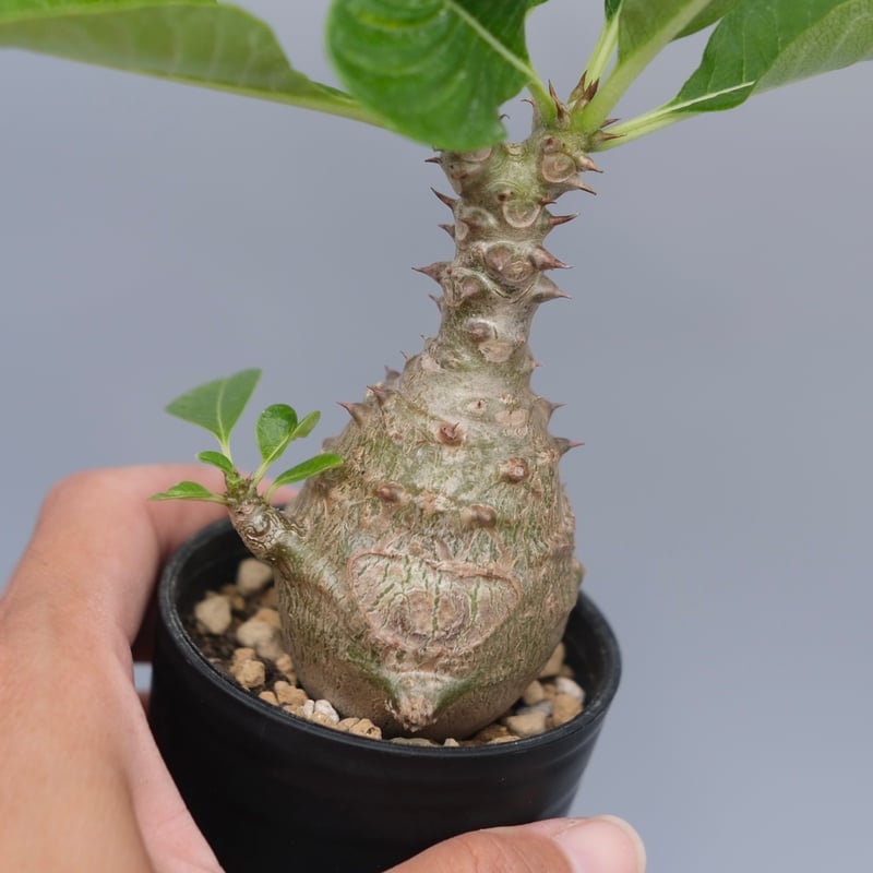 パキポディウム ウィンゾリー 実生株 070 Pachypodium windsorii |
