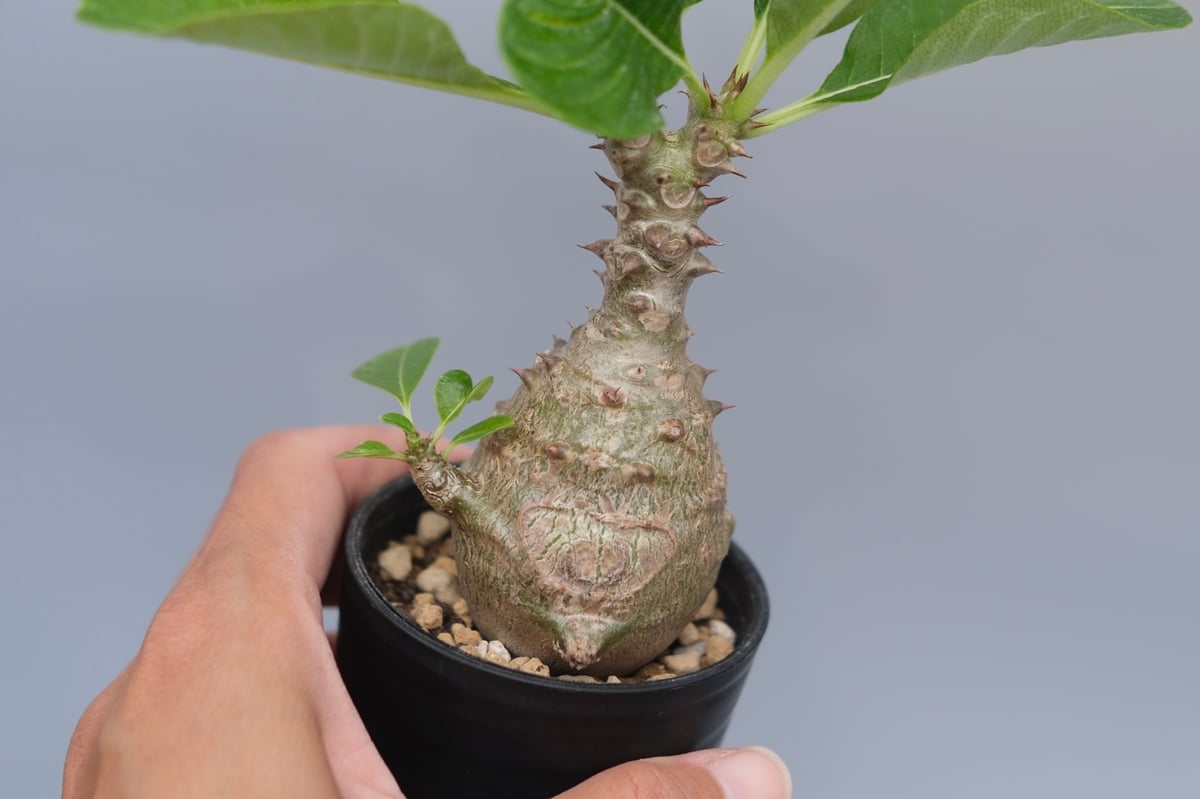パキポディウム ウィンゾリー 実生株 070 Pachypodium windsorii |