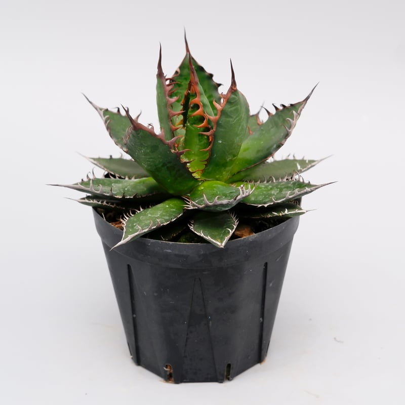 アガベ ホリダ 040 Agave horrida 強棘 | Sunny Branch