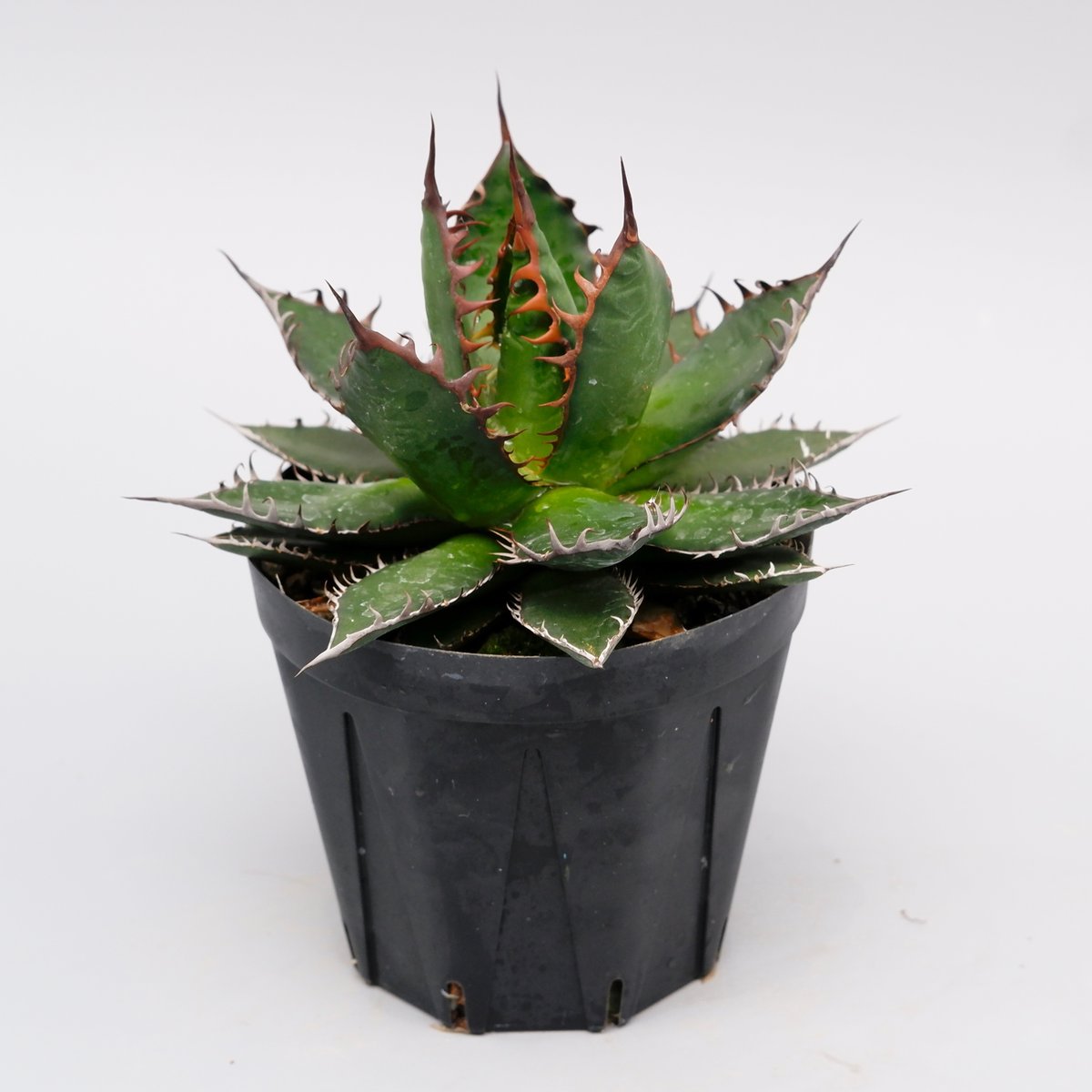 アガベ ホリダ 040 Agave horrida 強棘 | Sunny Branch